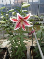 [1849 Tigerwoods No02.JPG]